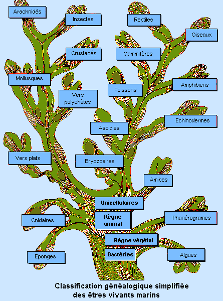 arbre classement des espces (40761 octets)